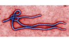 Ebola_Virus.png